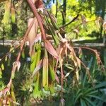 Beschorneria yuccoides 花