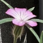 Agrostemma githago Fleur
