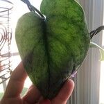 Monstera siltepecana Leaf