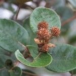 Codia albifrons Flower