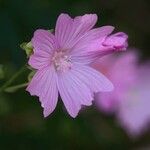 Malva alcea Övriga