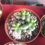 Sedum hernandezii Foglia