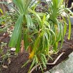 Pandanus amaryllifoliusLeaf