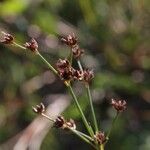 Juncus acutiflorus 花
