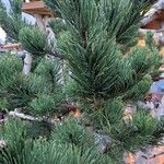 Pinus nigra आदत