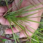 Festuca ambigua Leaf