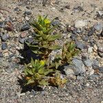 Mohavea breviflora Habitus