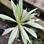 Lactuca indica Folio