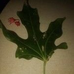 Ficus carica Flor