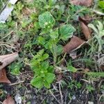 Ageratum conyzoides Лист