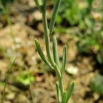 Linaria simplex Листок