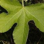 Cnidoscolus urens Leaf