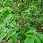 Ocimum gratissimum Ліст