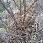 Jatropha variegata