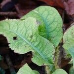 Symphytum grandiflorum Leaf