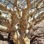 Bursera microphylla Feuille