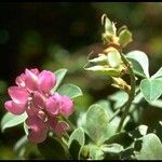 Lupinus cervinus Flower