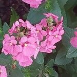 Diascia rigescens Květ