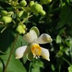 Cardiospermum grandiflorumFlower