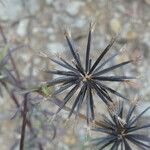 Bidens subalternans Fruit