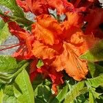 Rhododendron calendulaceum Fleur