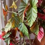 Begonia aconitifolia Blad