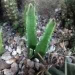 Stapelia gigantea List