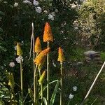 Kniphofia linearifolia Flower