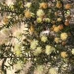 Acacia ulicifolia Fiore