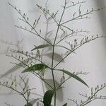 Andrographis paniculata 樹皮