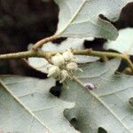 Chorilaena quercifolia Otro