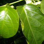 Mendoncia brenesii Leaf