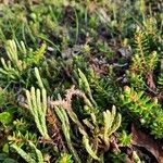 Lycopodium alpinum পাতা