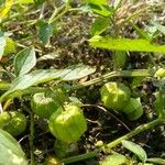 Physalis longifolia Fruit