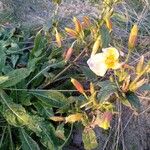 Oenothera glaziovianaЦветок