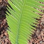 Dioon spinulosum List