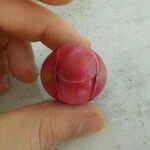 Clusia insignis Fruto