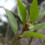 Rhododendron dauricum Листок