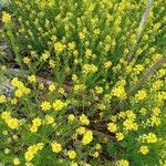 Sisymbrium austriacum Flower