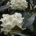 Rhododendron macabeanum Çiçek