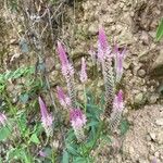 Celosia argenteaBlüte