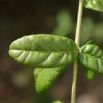 Combretum constrictum Leaf