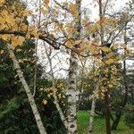 Betula papyrifera आदत