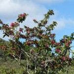 Arthroclianthus deplanchei Агульны выгляд