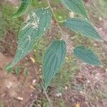 Celtis africana Leaf