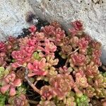 Sedum oreganum ഇല