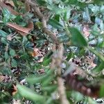 Buxus sinica Kôra