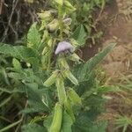 Crotalaria verrucosa फूल