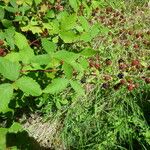 Rubus montanus Vekstform