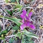 Anacamptis morio叶